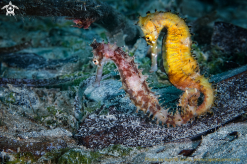 A Hippocampus histrix | Seahorse in love