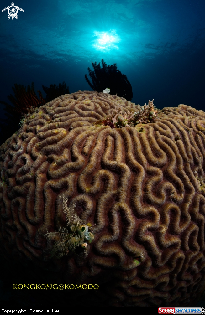 A Brain Coral