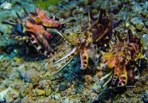 A Flambouyant Cuttlefish 
