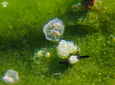 A Costasiella usagi  | Nudibranch
