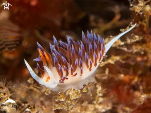 A Cratena peregrina | Nudibranch