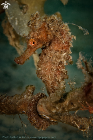 A Hippocampus molluciensis | Seahorse