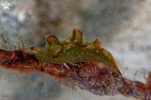 A elysia expansa | Nudibranche