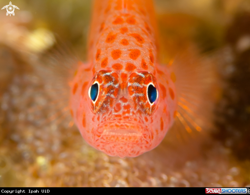 A SPOTTED GOBY