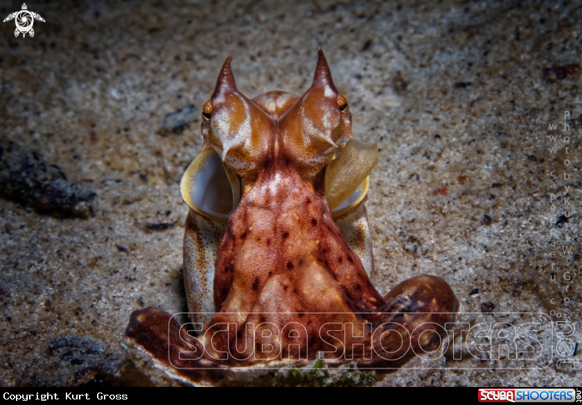 A Mimikry Octopus