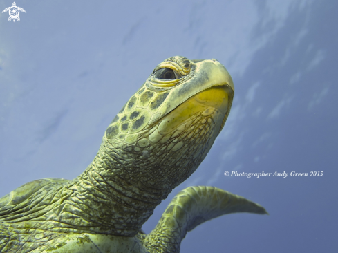 A Green Sea-Turtle