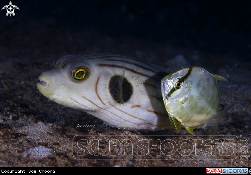 A Puffer fish & Coastal trevally fish