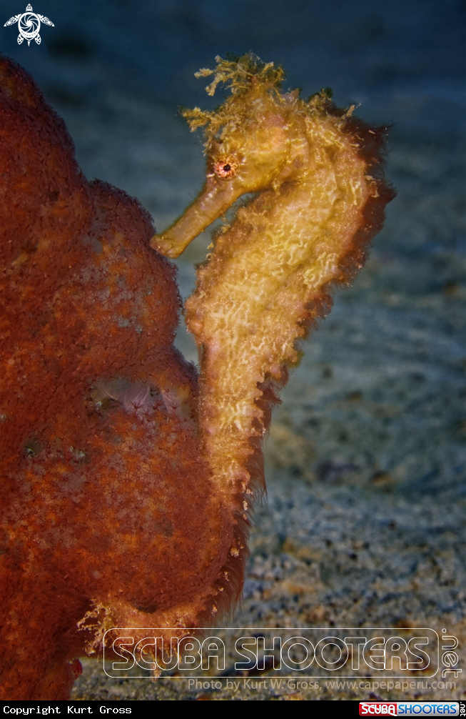 A Seahorse from the Moluccas