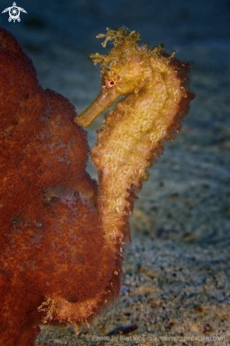 A Seahorse from the Moluccas