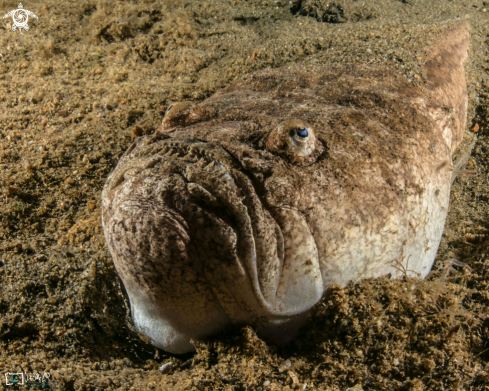 A Uranoscopus scaber | Il Pesce prete