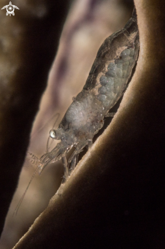 A Paleomonetes sp. | Glass shrimp