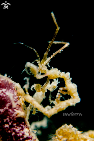 A Caprellidae spp. | Skeleton Shrimp