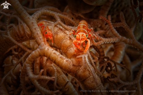 A Periclimenes lanipes | Shrimp at a Medusa
