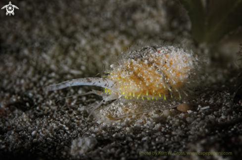 A Nassarius crematus | Snail