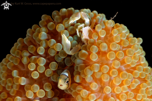 A Amphibrion and Anemone | Anemone 