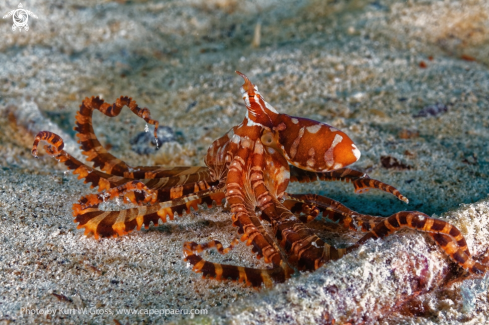 A Thaumoctopus mimicus | Mimikry Octopus