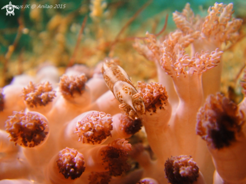 A Soft Coral Humpback Shrimp