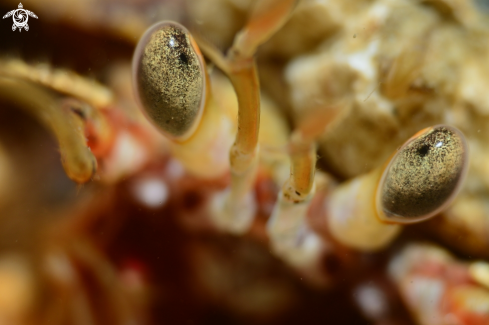 A Pagarus bernhardus | Hermit Crab