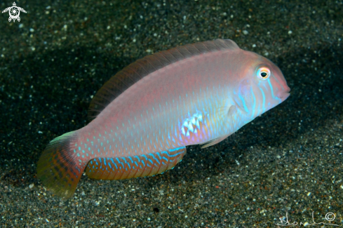A Pesce pettine