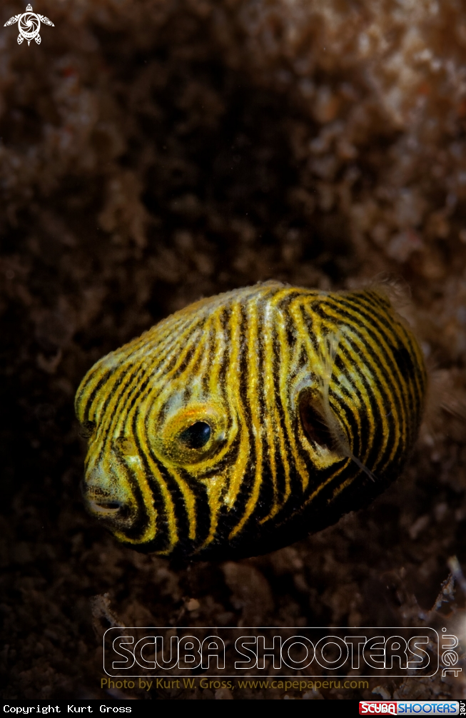 A Puffer Fish
