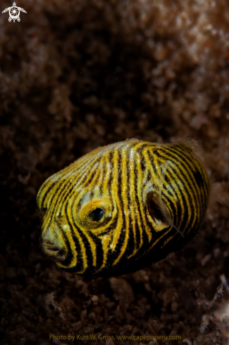 A Arothron stellatus Juv. | Puffer Fish