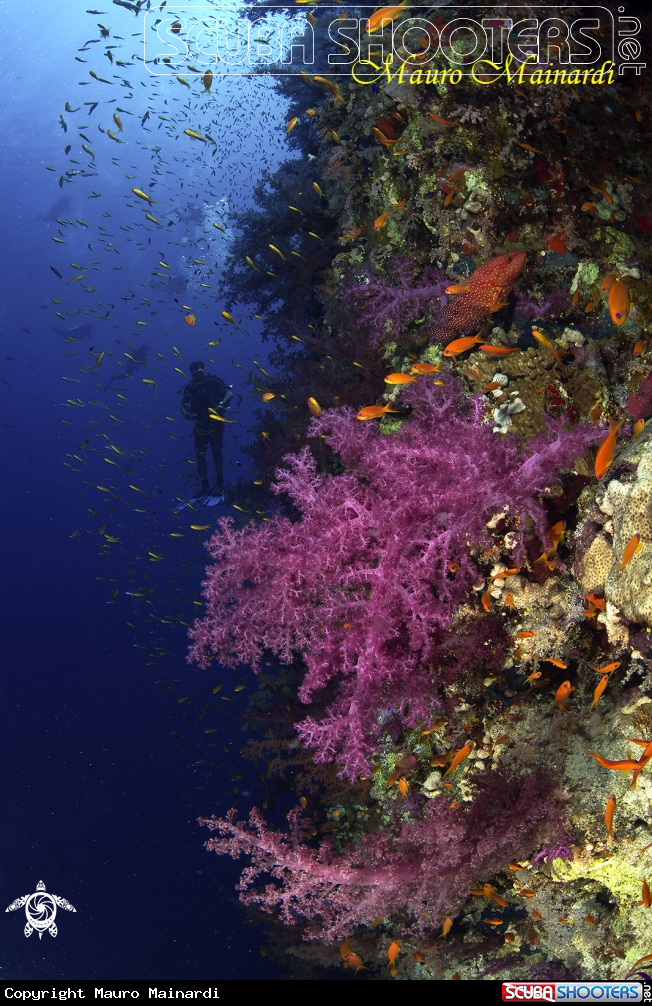 A Red sea reef