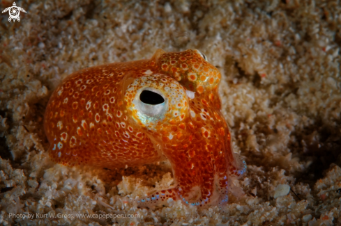 A sepiadarium kochi | Squid 