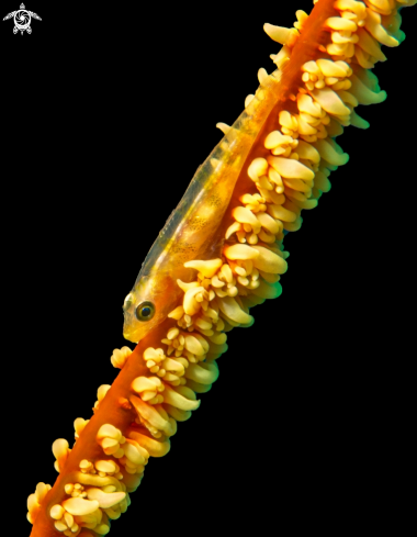 A Bryaninops yongei | Wire Coral Goby