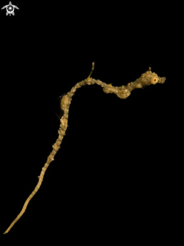 A Kyonemichthys rumengani | Lembeh Seadragon (Pygmy Pipedragon)