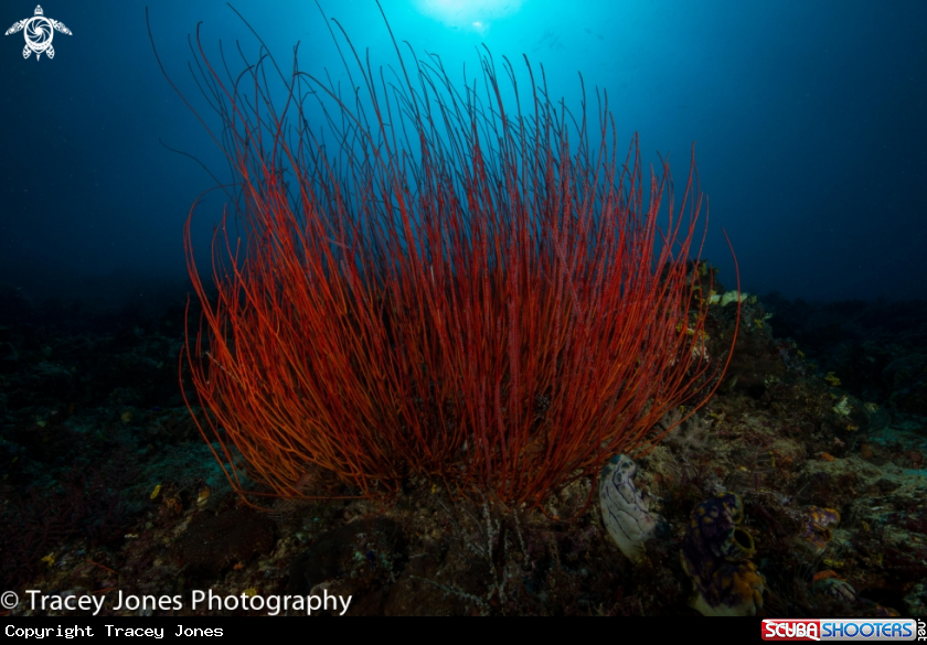 A Whip Coral