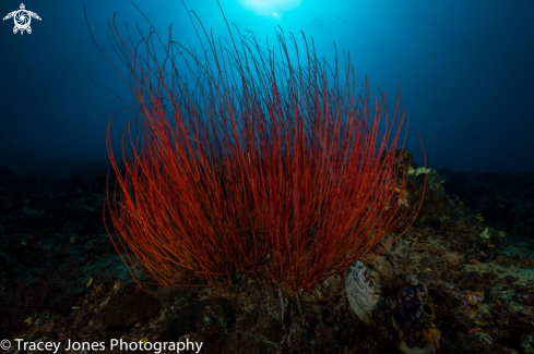 A Whip Coral