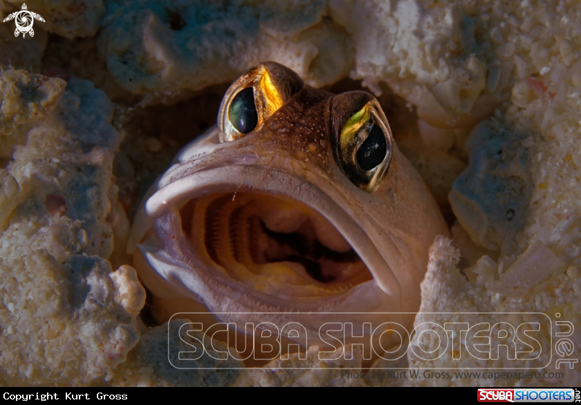 A jawfishe