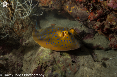 A Blue Spotted Sting Ray