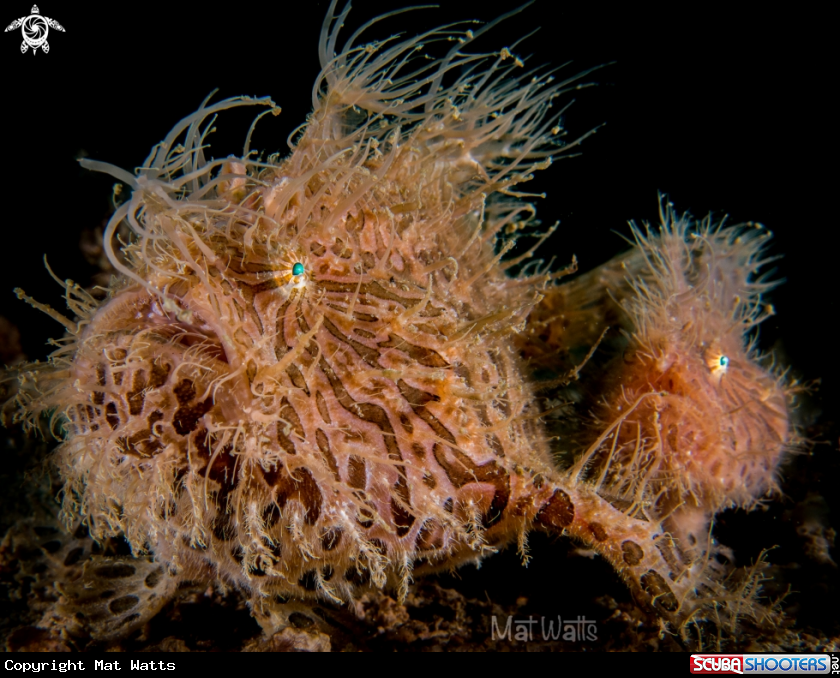 A Striated Hairy Frogfish