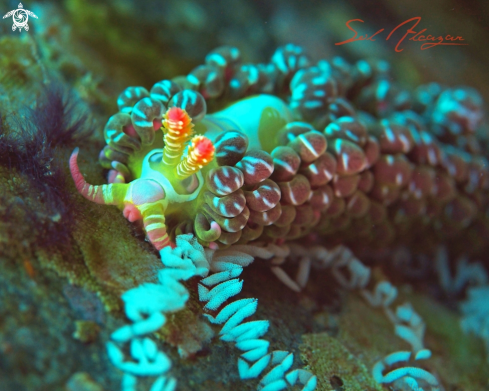 A Laying eggs Nudibranch