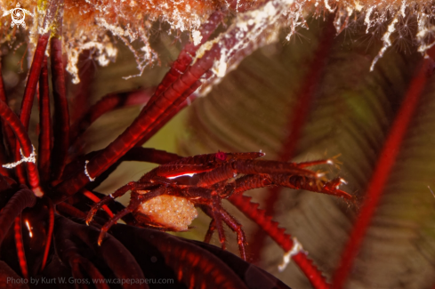 A Allogalathea elegans | Crinoid Squat Lobster