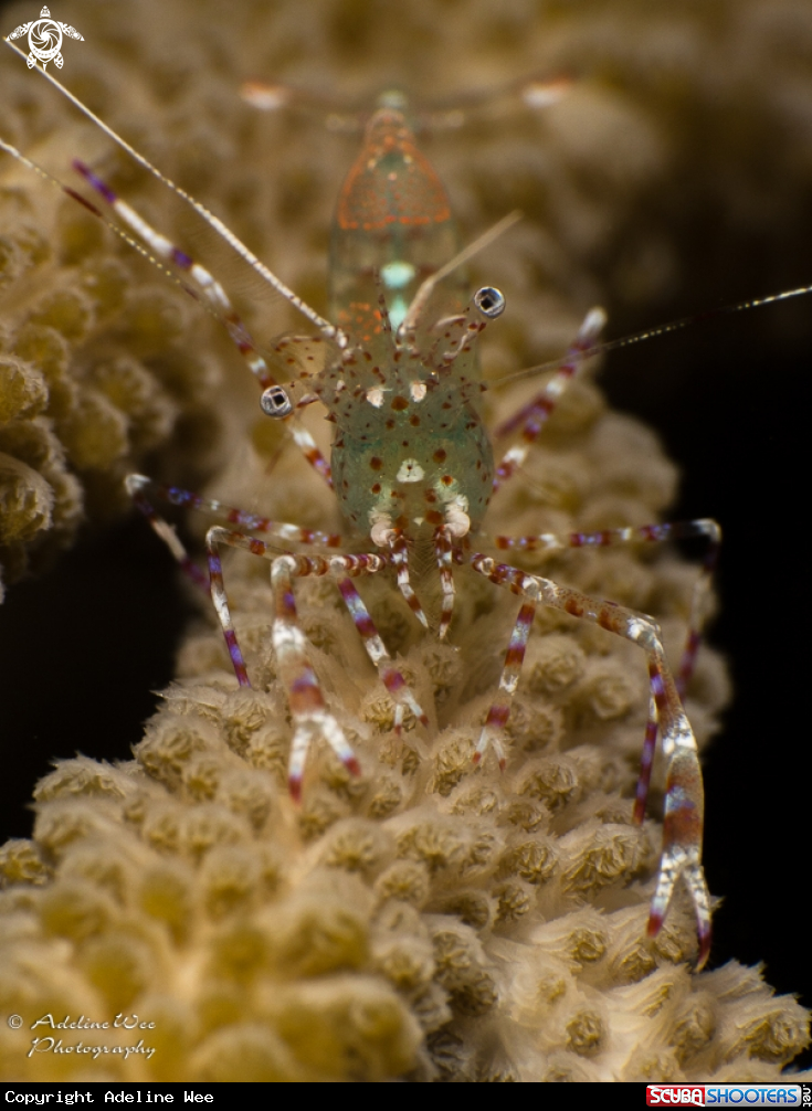 A Spotted Cleaner Shrimp