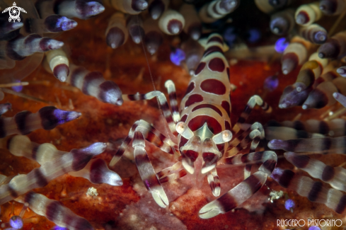 A Periclimenes Colemani | Coleman shrimp