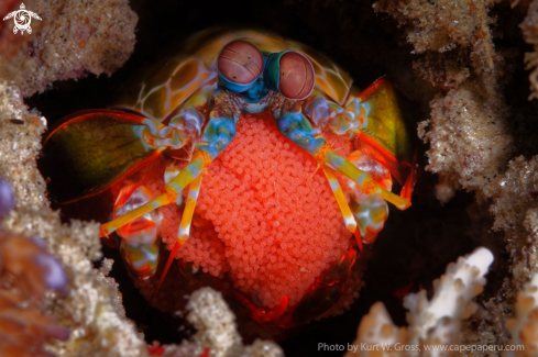 A Odontodactylus scyllarus | Mantis shrimp
