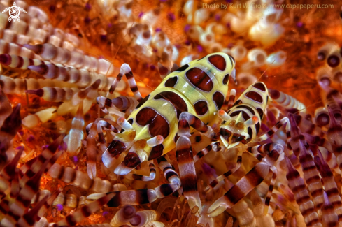 A Colemani shrimp