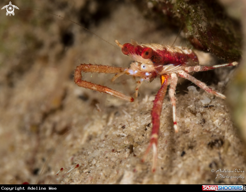 A Common Squat lobster