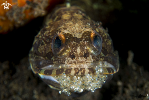 A Jawfish  | Jawfish with eggs
