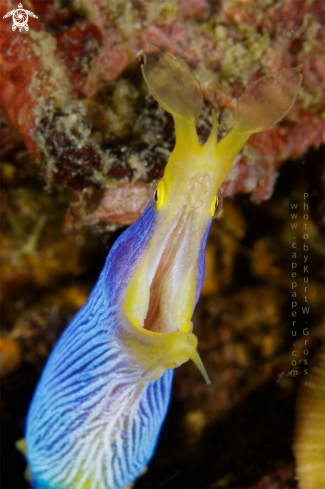A Rhinomuraena amboinensis | ribbon eel