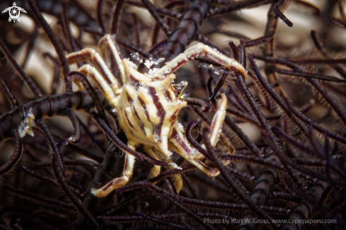 A Harrrovia elegans | Crab
