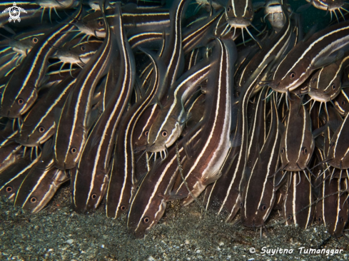 A Striped Eel Catfish