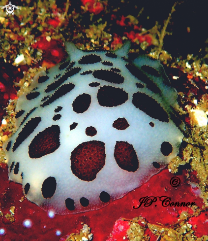 A Peltodoris atromaculata | Doris dalmatien