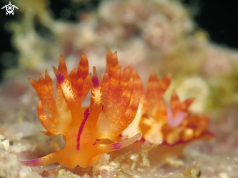 A Flabellina rubrolineata | Flabellina nudibranch