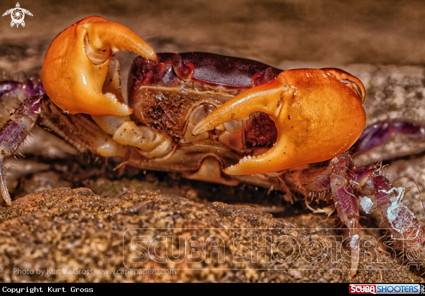 A Beach Crab