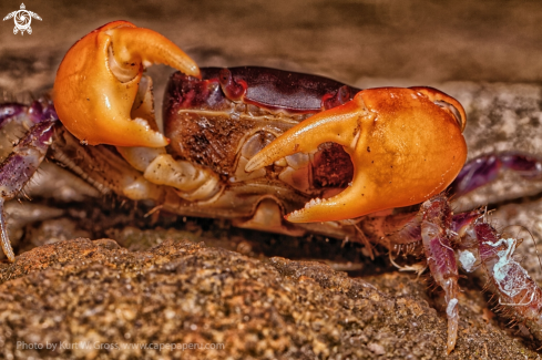 A Gecarcinus lagostoma | Beach Crab