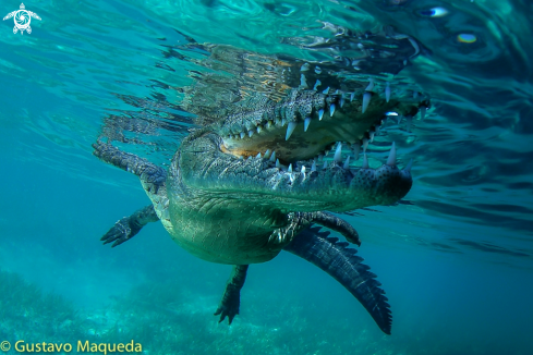 A Crocodylus rhombifer | Cocodrilo Cubano 
